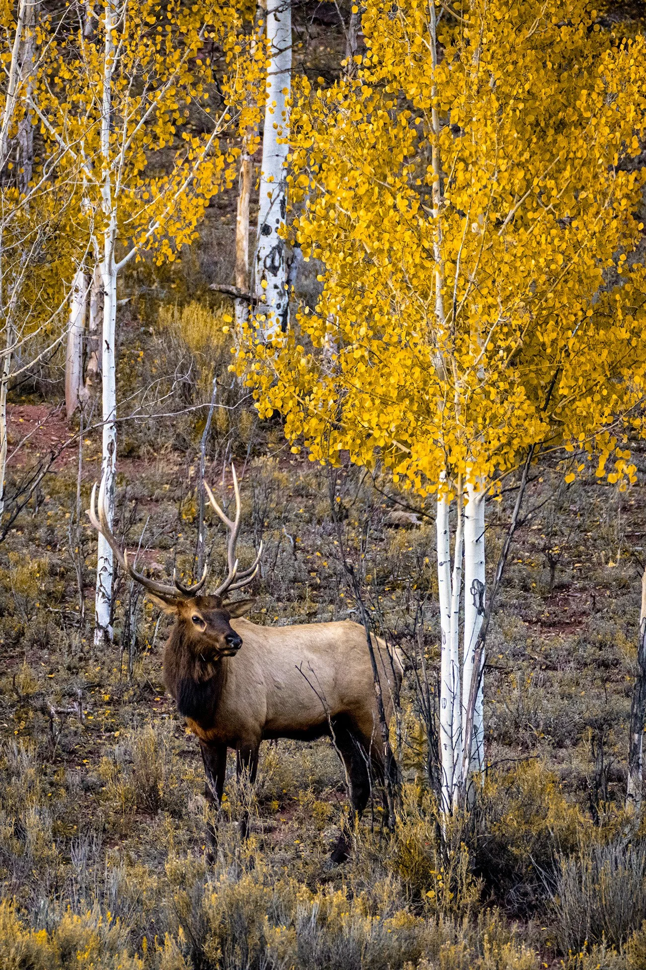 Posing Elk with Golden Aspens, fine art landscape photograph by Sam Groth