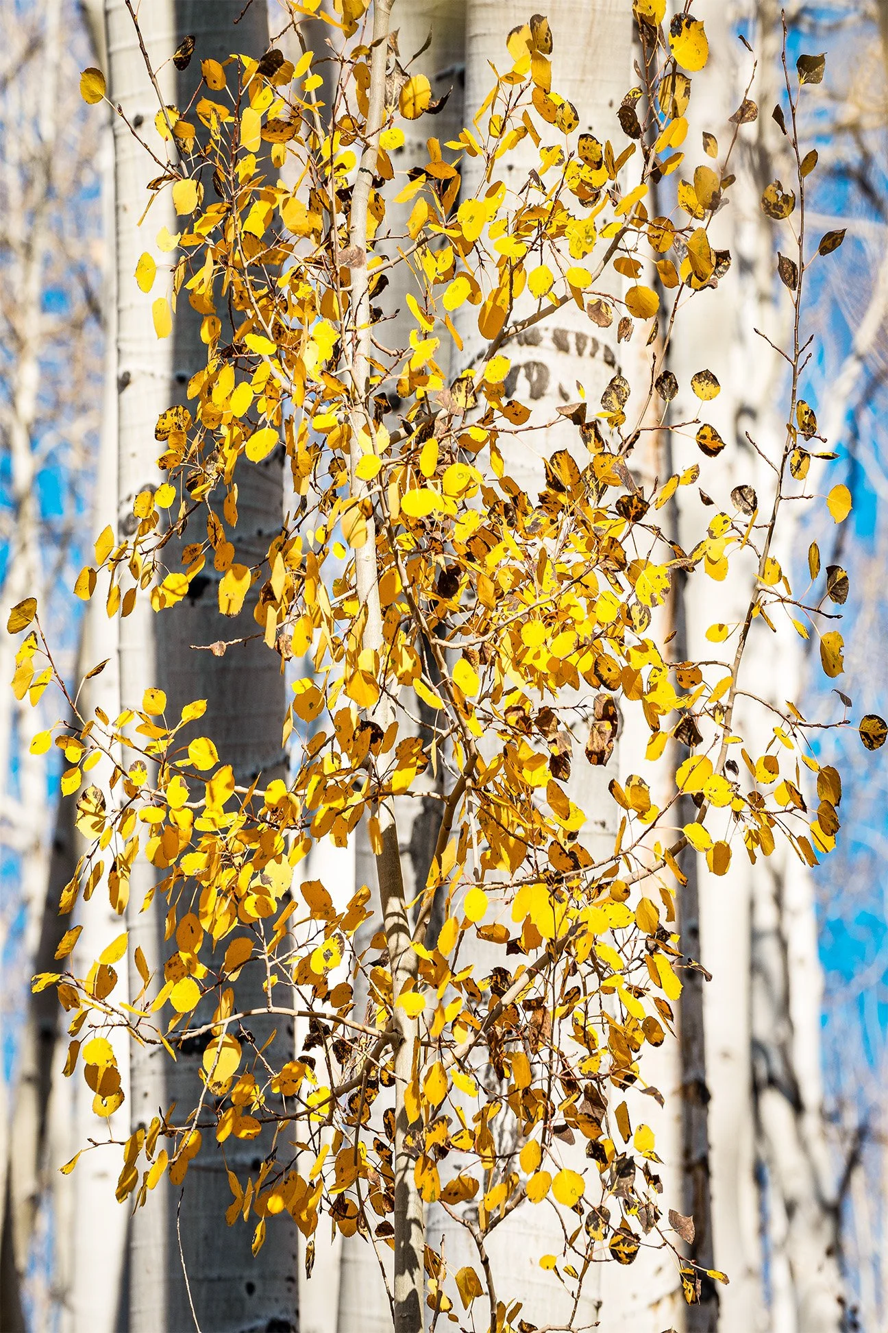 Aspen Colors, fine art landscape photograph by Sam Groth